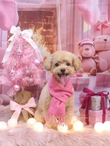 20241203ぽっきーくん